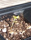 chewed-leaves.jpg