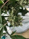 IMG_0053.jpeg