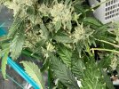 IMG_0064.jpeg