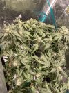 IMG_9359.jpeg