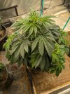 Lime 1 x Hindu (1).jpg