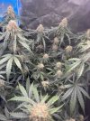 IMG_6058.jpeg