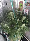 IMG_0038.jpeg