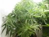 hydro grow 002.jpg