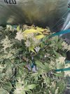 IMG_0146.jpeg