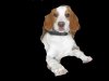 beagle.jpg