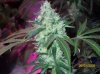 shiva & super skunk 8 weeks into flower.3 weeks under 180w 021 Medium Web view.jpg