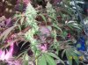 shiva & super skunk 8 weeks into flower.3 weeks under 180w 024 Medium Web view.jpg