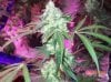 shiva & super skunk 8 weeks into flower.3 weeks under 180w 030 Medium Web view.jpg