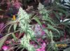 shiva & super skunk 8 weeks into flower.3 weeks under 180w 040 Medium Web view.jpg