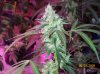 shiva & super skunk 8 weeks into flower.3 weeks under 180w 020 Medium Web view.jpg