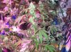 shiva & super skunk 8 weeks into flower.3 weeks under 180w 023 Medium Web view.jpg