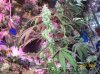 shiva & super skunk 8 weeks into flower.3 weeks under 180w 027 Medium Web view.jpg