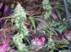 shiva & super skunk 8 weeks into flower.3 weeks under 180w 032 Medium Web view.jpg