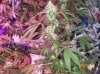 shiva & super skunk 8 weeks into flower.3 weeks under 180w 033 Medium Web view.jpg