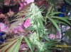 shiva & super skunk 8 weeks into flower.3 weeks under 180w 039 Medium Web view.jpg