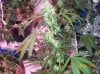 shiva & super skunk 8 weeks into flower.3 weeks under 180w 041 Medium Web view.jpg