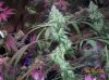 shiva & super skunk 8 weeks into flower.3 weeks under 180w 044 Medium Web view.jpg