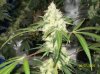 shiva & super skunk 8 weeks into flower.3 weeks under 180w 067 Medium Web view.jpg