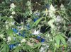 shiva & super skunk 8 weeks into flower.3 weeks under 180w 068 Medium Web view.jpg