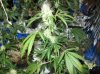 shiva & super skunk 8 weeks into flower.3 weeks under 180w 082 Medium Web view.jpg