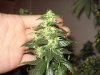 day 46 of flowering 015.jpg