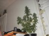 day 46 of flowering 020.jpg