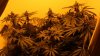 crop1 7 weeks.jpg