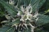 hindu-kush-skunk_2389.jpg