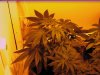 First Grow 007.jpg