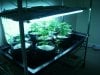 090910_Whole Grow3.jpg