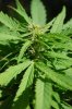 dopewear-albums-ghetto-veg-box-first-outdoor-grow-picture80494-dsc-4046.jpg