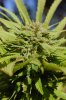 dopewear-albums-ghetto-veg-box-first-outdoor-grow-picture80496-dsc-4048.jpg