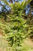 dopewear-albums-ghetto-veg-box-first-outdoor-grow-picture80497-dsc-4049.jpg