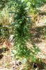 dopewear-albums-ghetto-veg-box-first-outdoor-grow-picture80498-dsc-4050.jpg