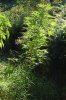 dopewear-albums-ghetto-veg-box-first-outdoor-grow-picture80505-dsc-4059.jpg