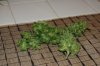 dopewear-albums-ghetto-veg-box-first-outdoor-grow-picture80509-dsc-4075.jpg