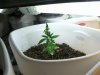 growbox 062.jpg