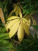 Pot Plants 006.jpg