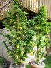 Pot Plants 004.jpg