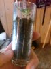 shot glass grow 09 pic5.jpg