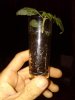 shot glass grow 09 pic 6.jpg