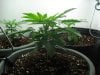 day 16 g13 and bag seed 004.jpg