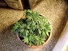 28 Days Old Topped 002.jpg