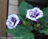 datura_double_purple.jpg