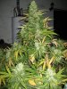 tfg-albums-night-shots-picture82249-night-bud-2.jpg