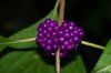 Beauty Berry ( macro).jpg