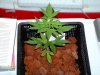 DWC grow 006.jpg