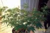 30daysflowering 002.jpg