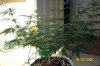 30daysflowering 005.jpg